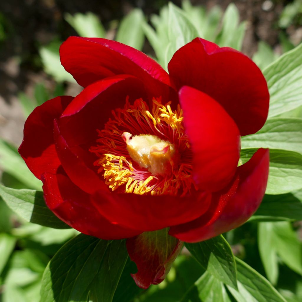 Paeonia peregrina - Pioen