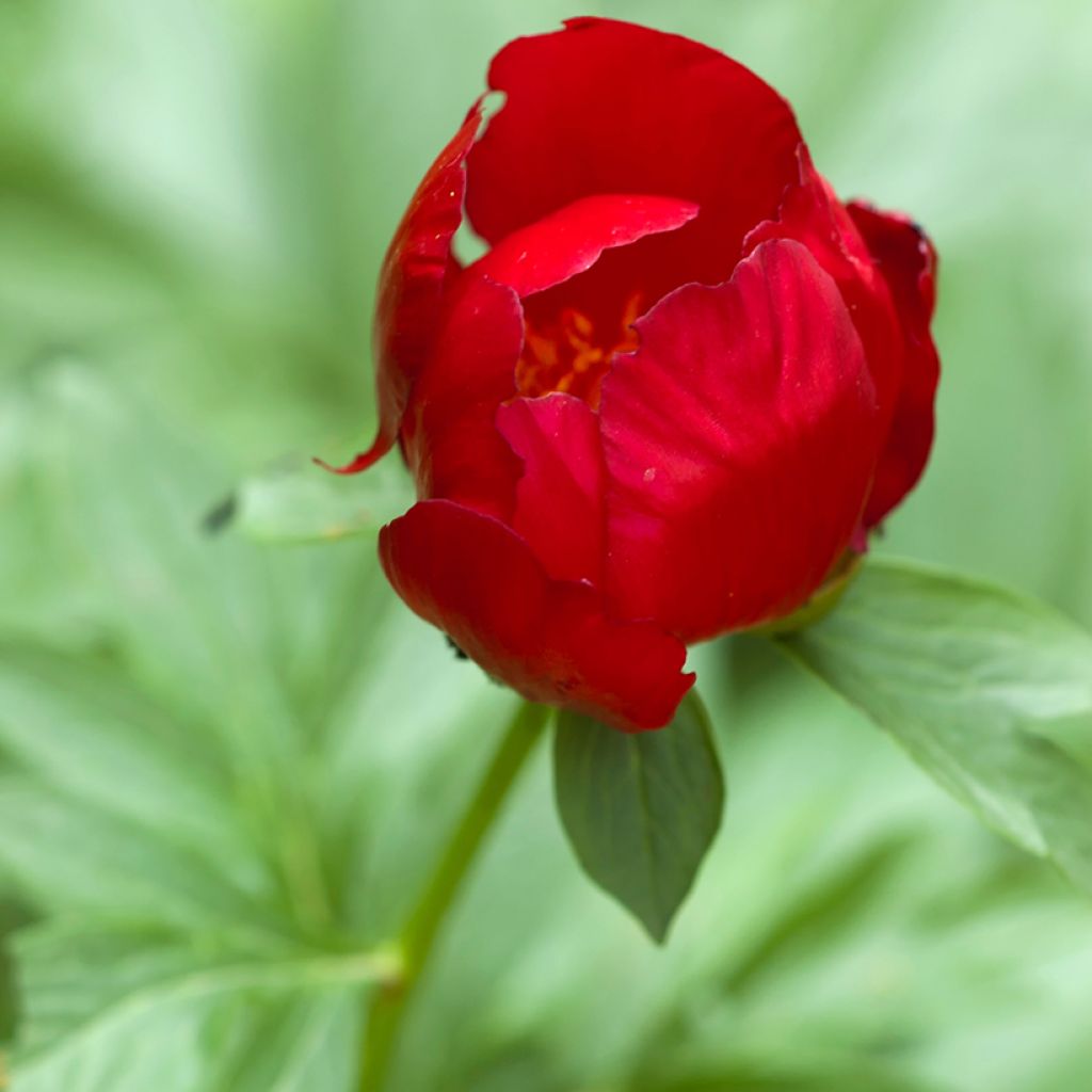 Paeonia peregrina - Pioen