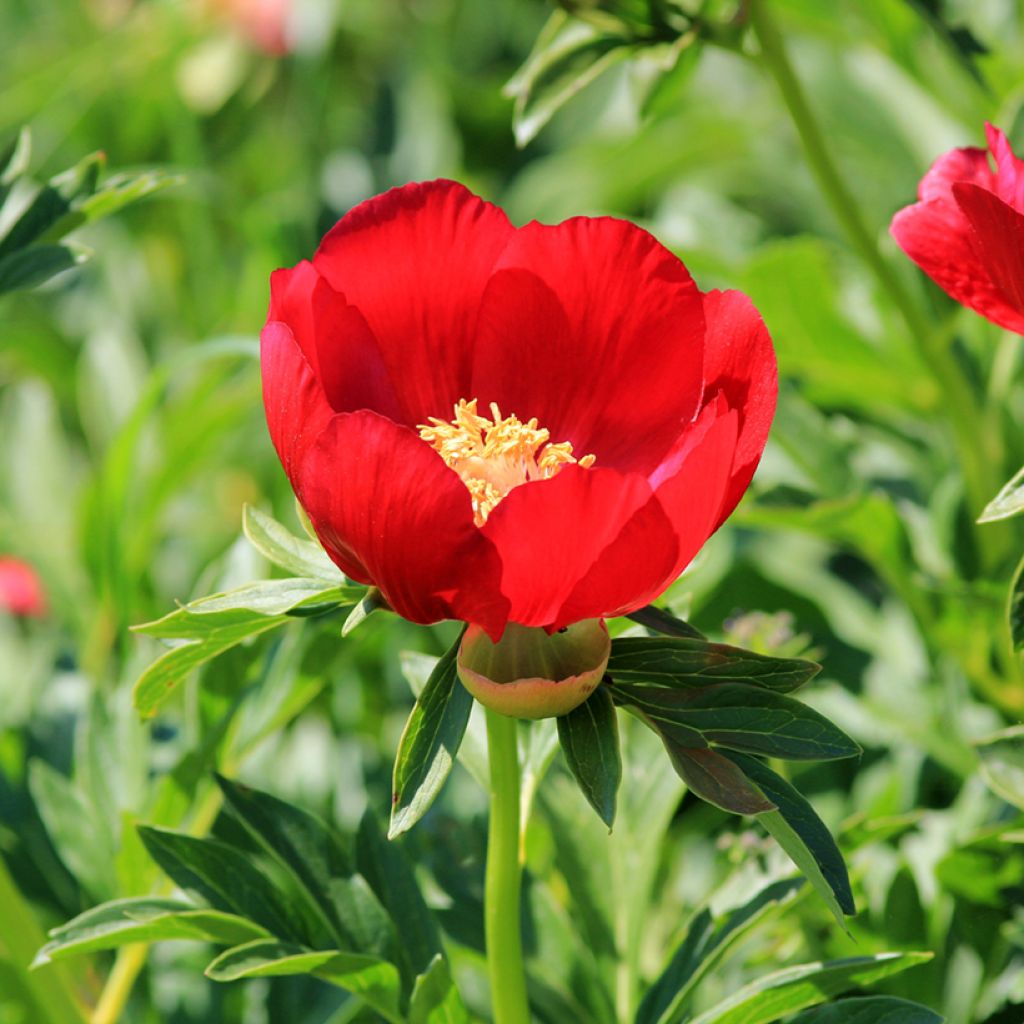 Paeonia peregrina - Pioen