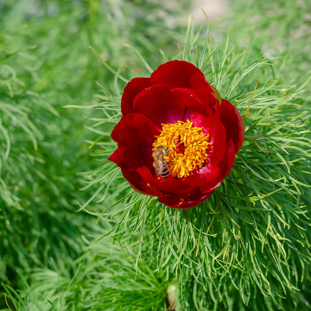 Paeonia tenuifolia - Fijnbladige pioen