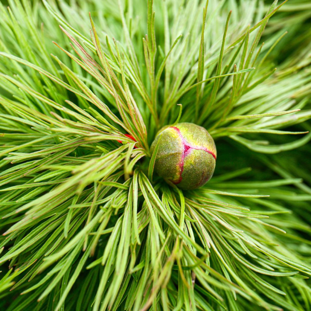 Paeonia tenuifolia - Fijnbladige pioen