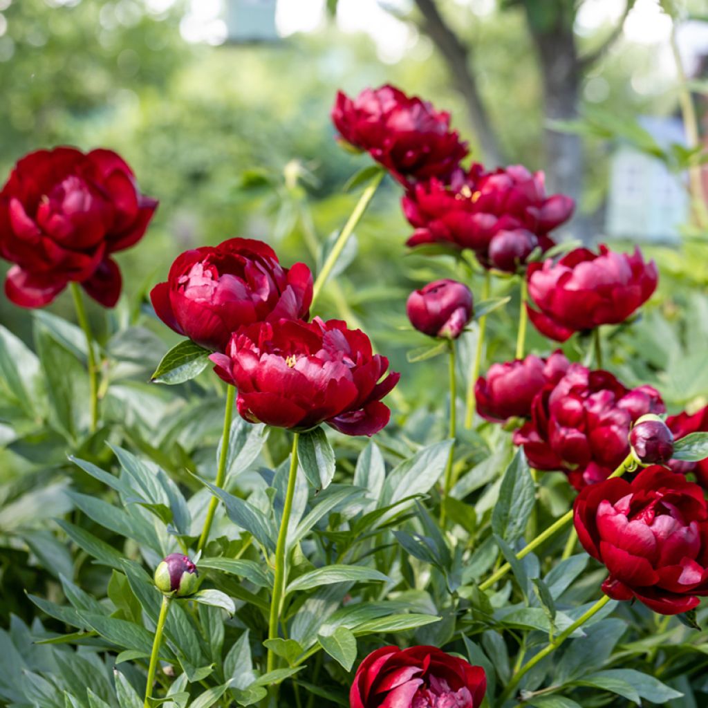 Paeonia lactiflora Buckeye Belle - Pioenroos