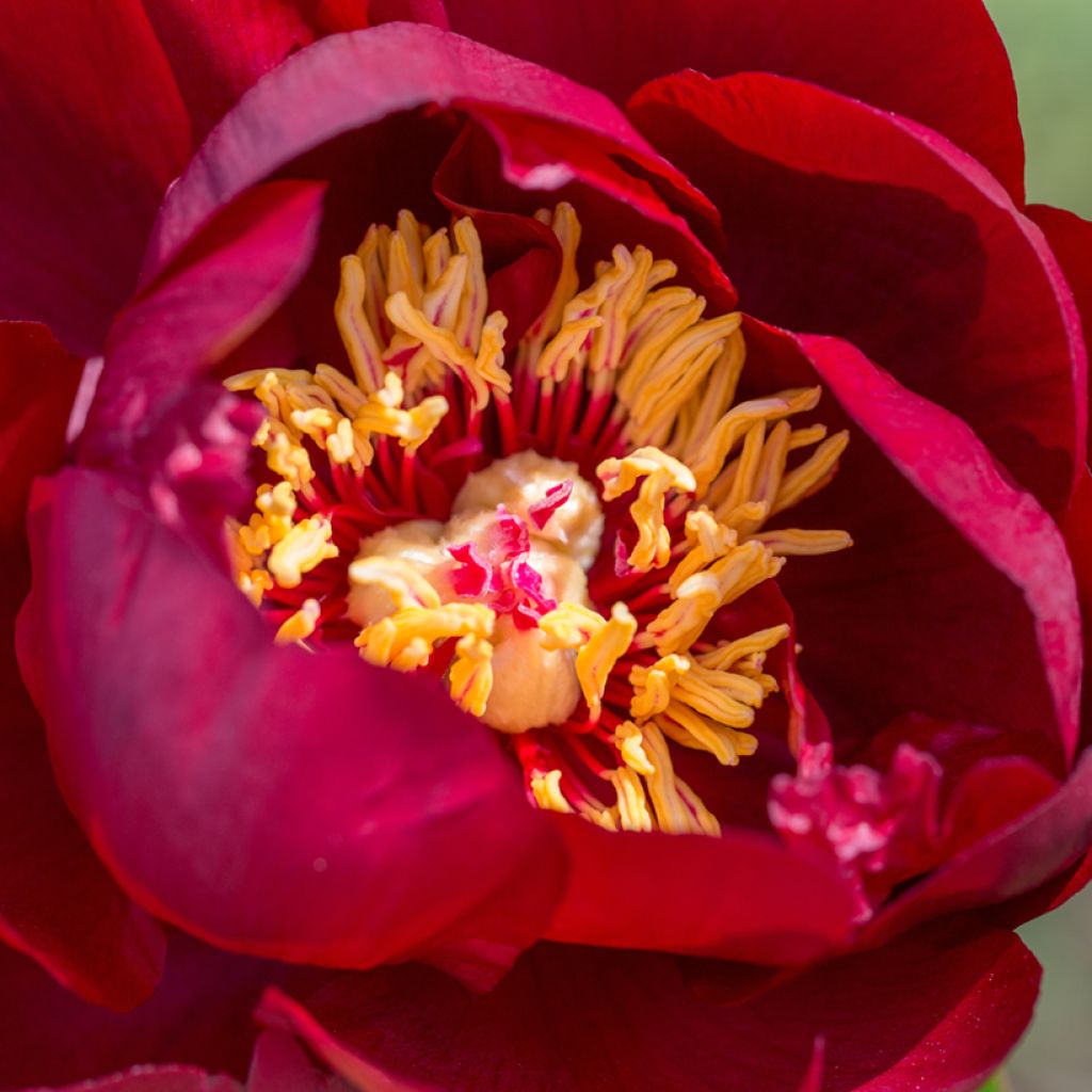 Paeonia lactiflora Buckeye Belle - Pioenroos