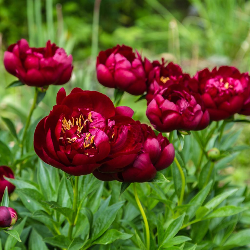 Paeonia lactiflora Buckeye Belle - Pioenroos