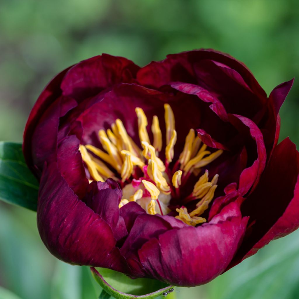 Paeonia lactiflora Buckeye Belle - Pioenroos