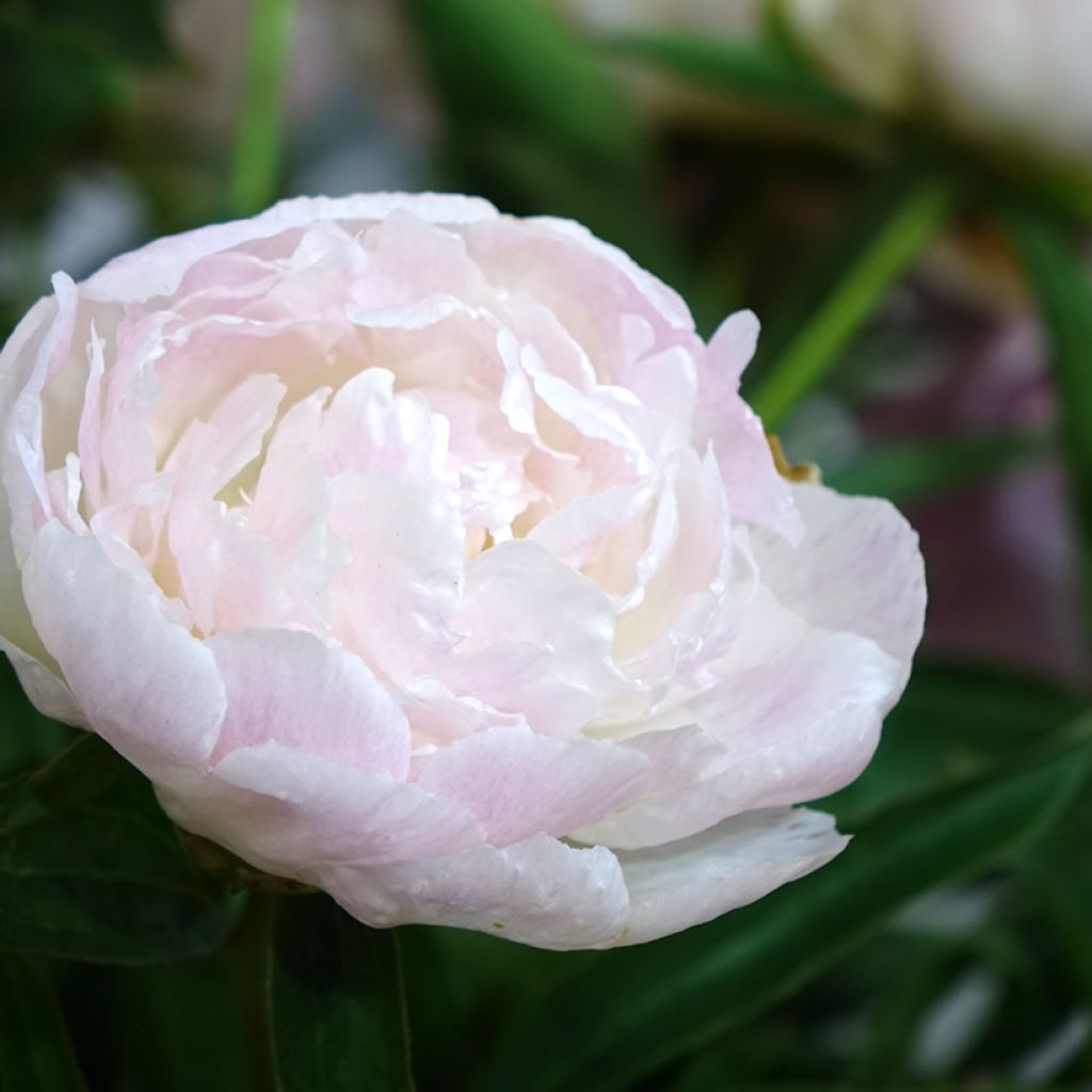Paeonia lactiflora Chiffon Parfait - Pioenroos