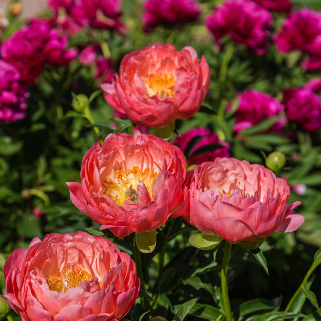 Paeonia lactiflora Coral Charm - Pioenroos