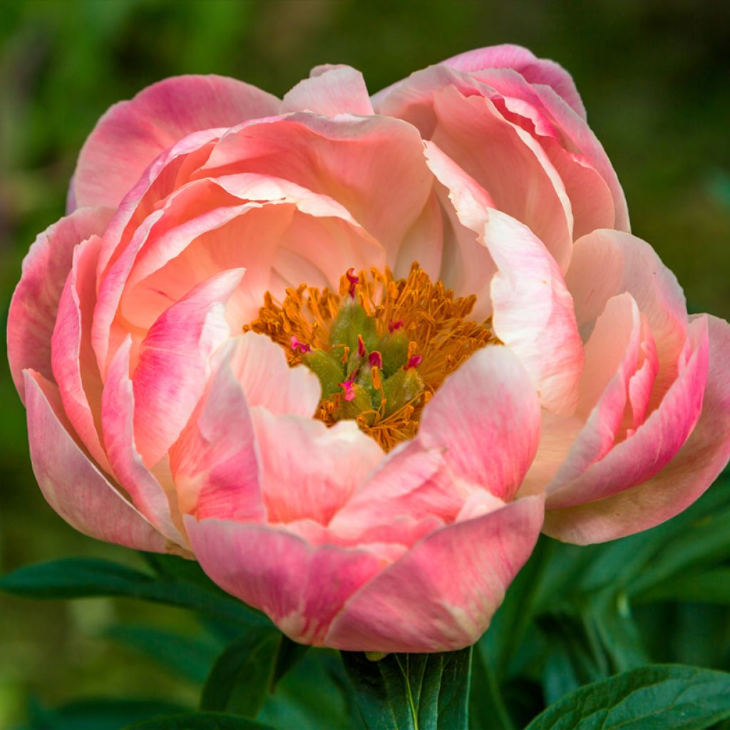 Paeonia lactiflora Coral Charm - Pioenroos