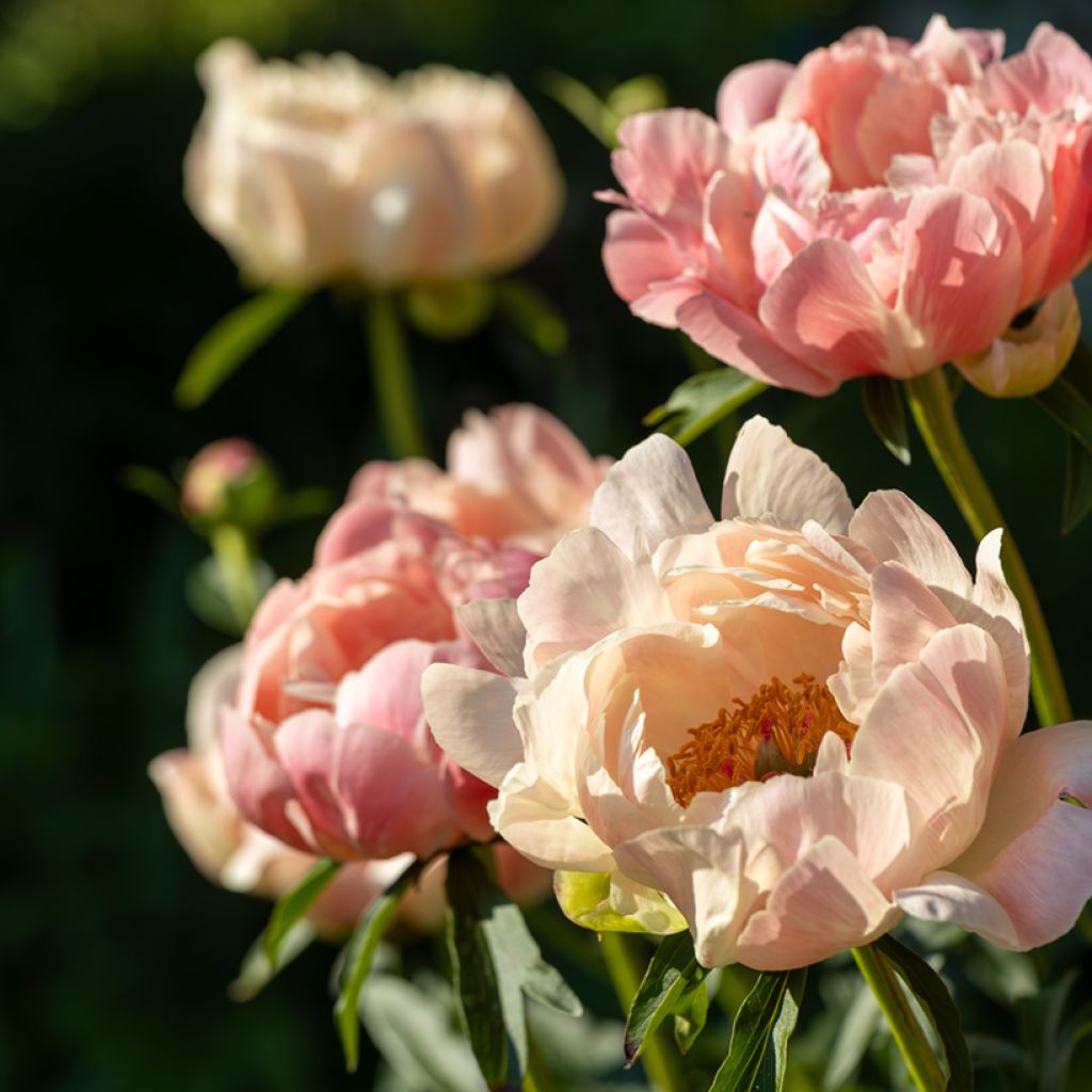 Paeonia lactiflora Coral Charm - Pioenroos