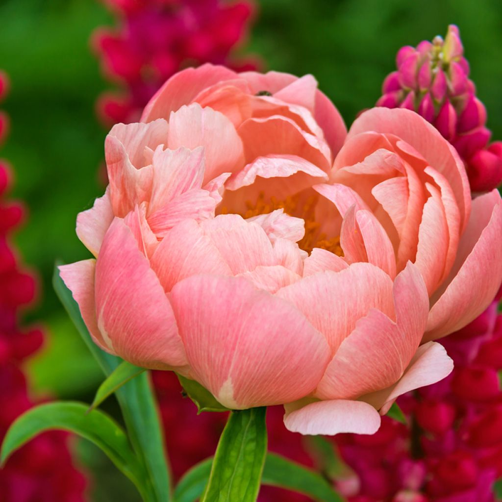 Paeonia lactiflora Coral Charm - Pioenroos
