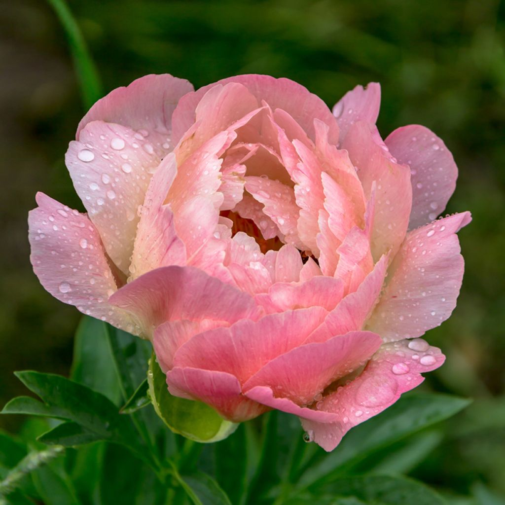 Paeonia lactiflora Coral Charm - Pioenroos