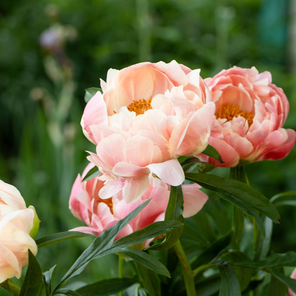 Paeonia lactiflora Coral Charm - Pioenroos