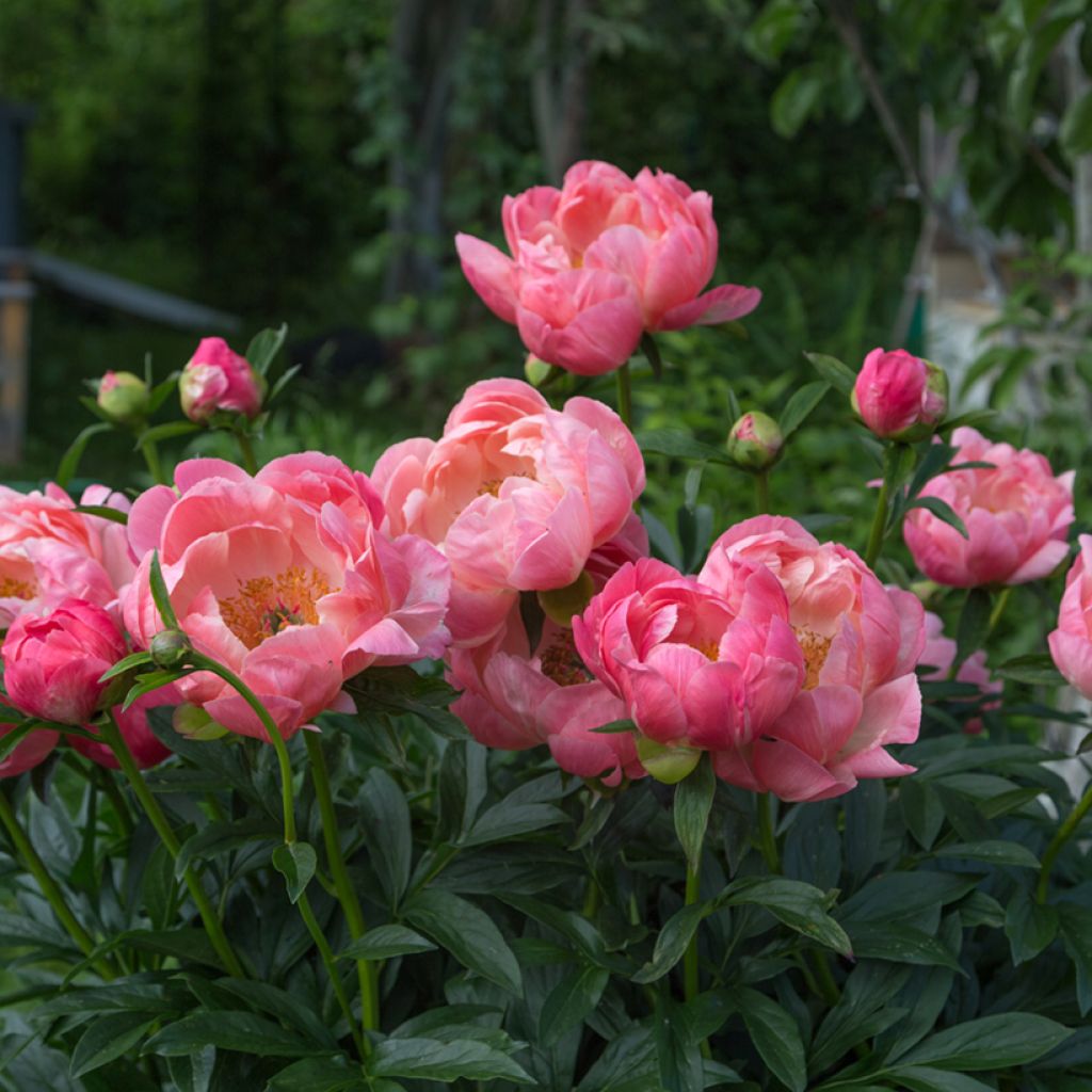 Paeonia lactiflora Coral Charm - Pioenroos