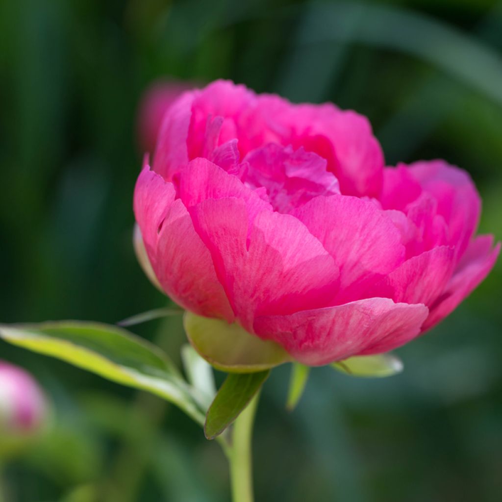 Paeonia lactiflora Cytherea - Pioenroos