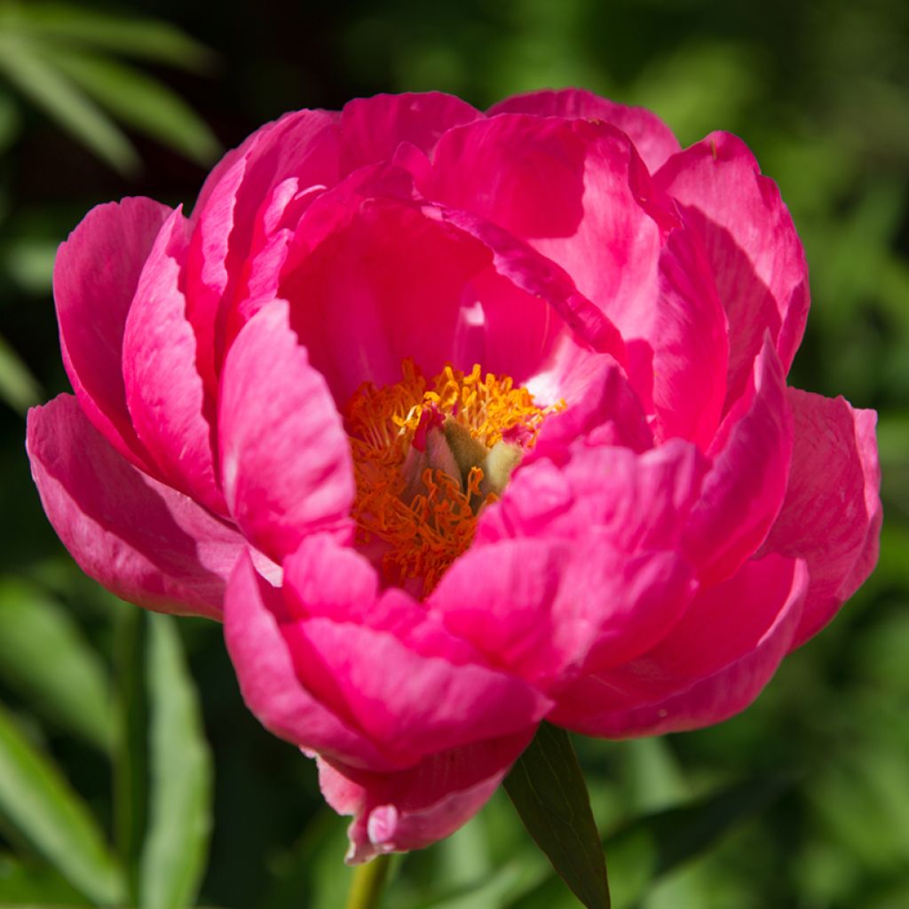 Paeonia lactiflora Cytherea - Pioenroos