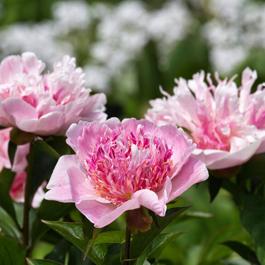 Paeonia lactiflora Do Tell - Pioenroos