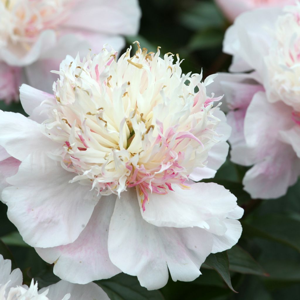 Paeonia lactiflora Do Tell - Pioenroos