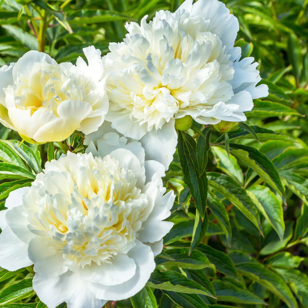 Paeonia lactiflora Duchesse de Nemours - Pioenroos
