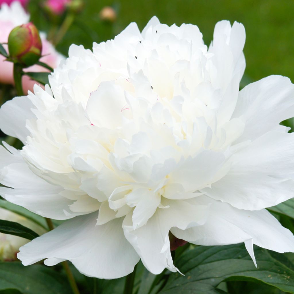 Paeonia lactiflora Gardenia - Pioenroos