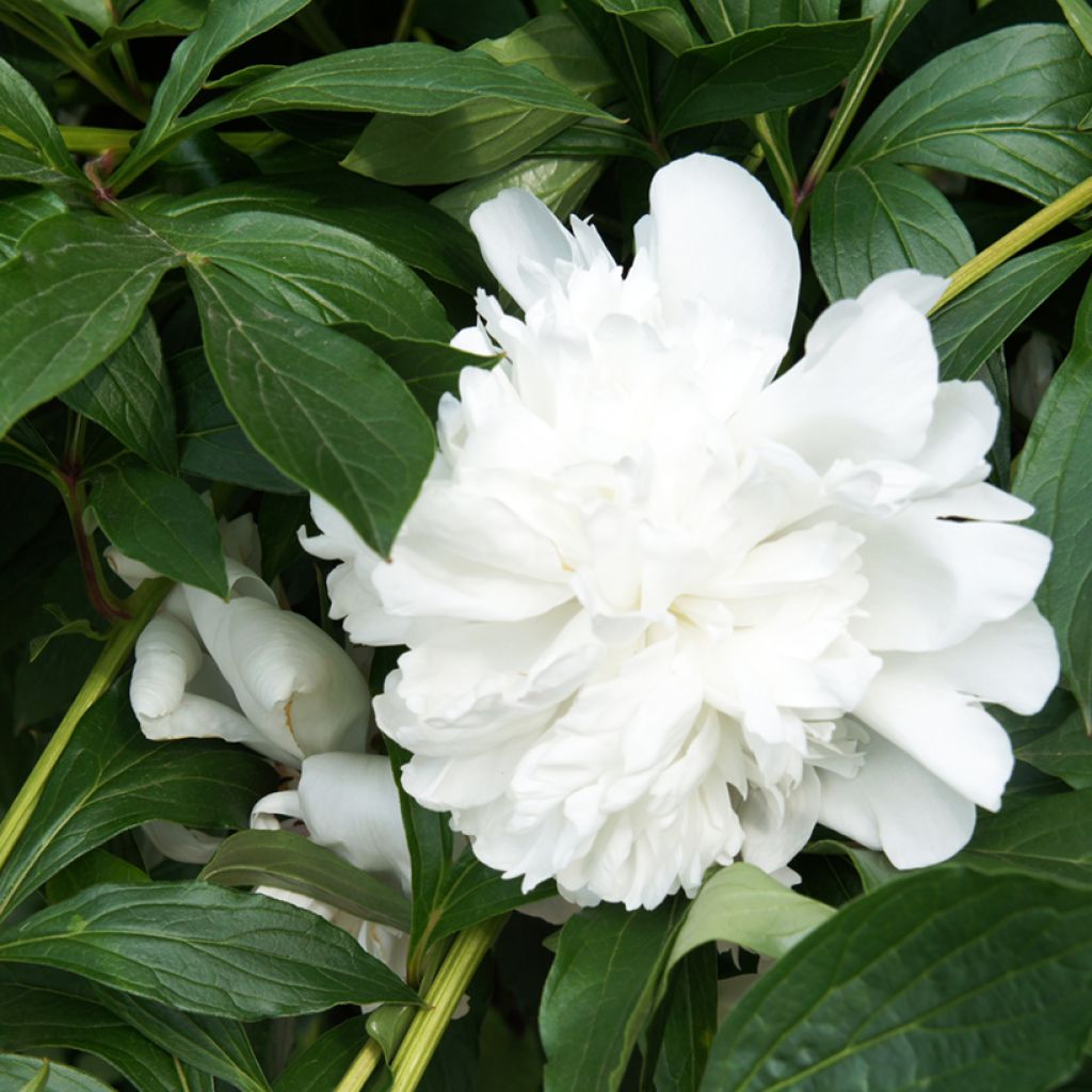 Paeonia lactiflora Gardenia - Pioenroos