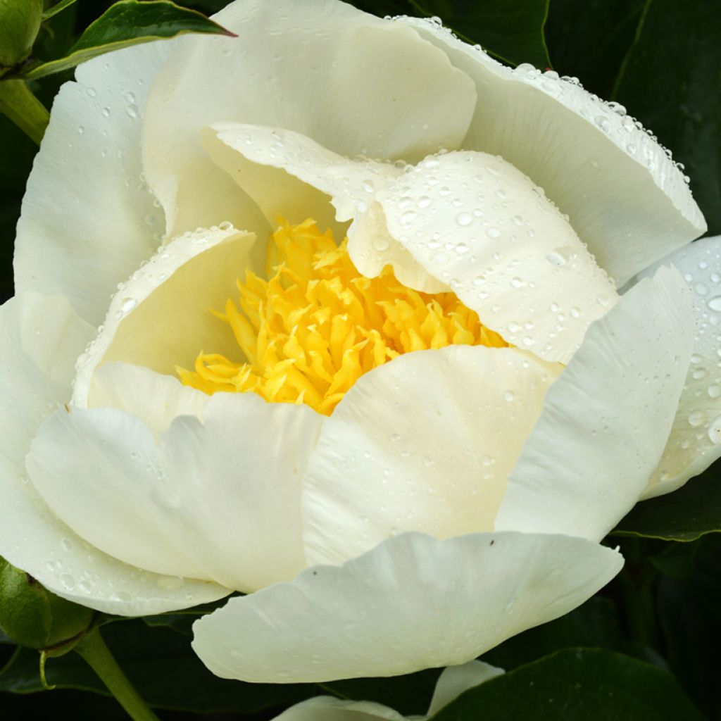 Paeonia lactiflora Jan van Leeuwen - Pioenroos
