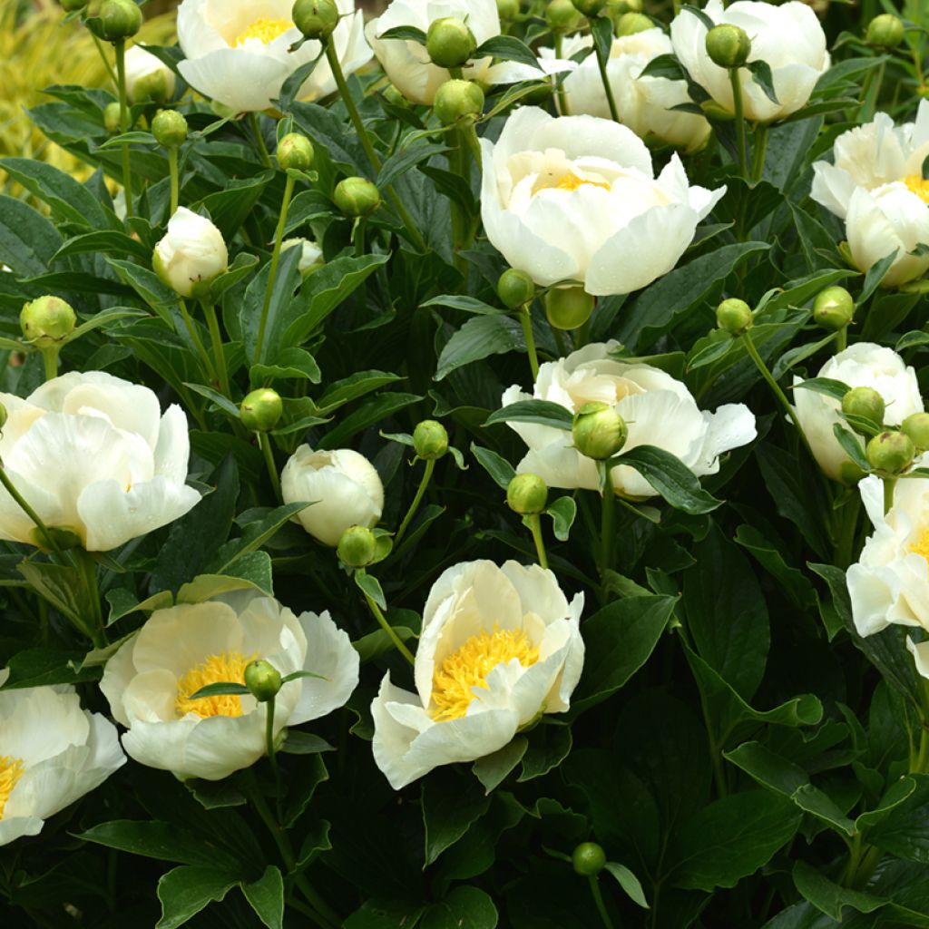 Paeonia lactiflora Jan van Leeuwen - Pioenroos