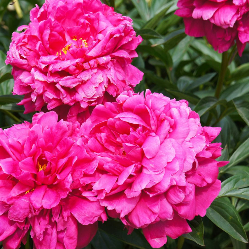 Paeonia lactiflora Kansas - Pioenroos
