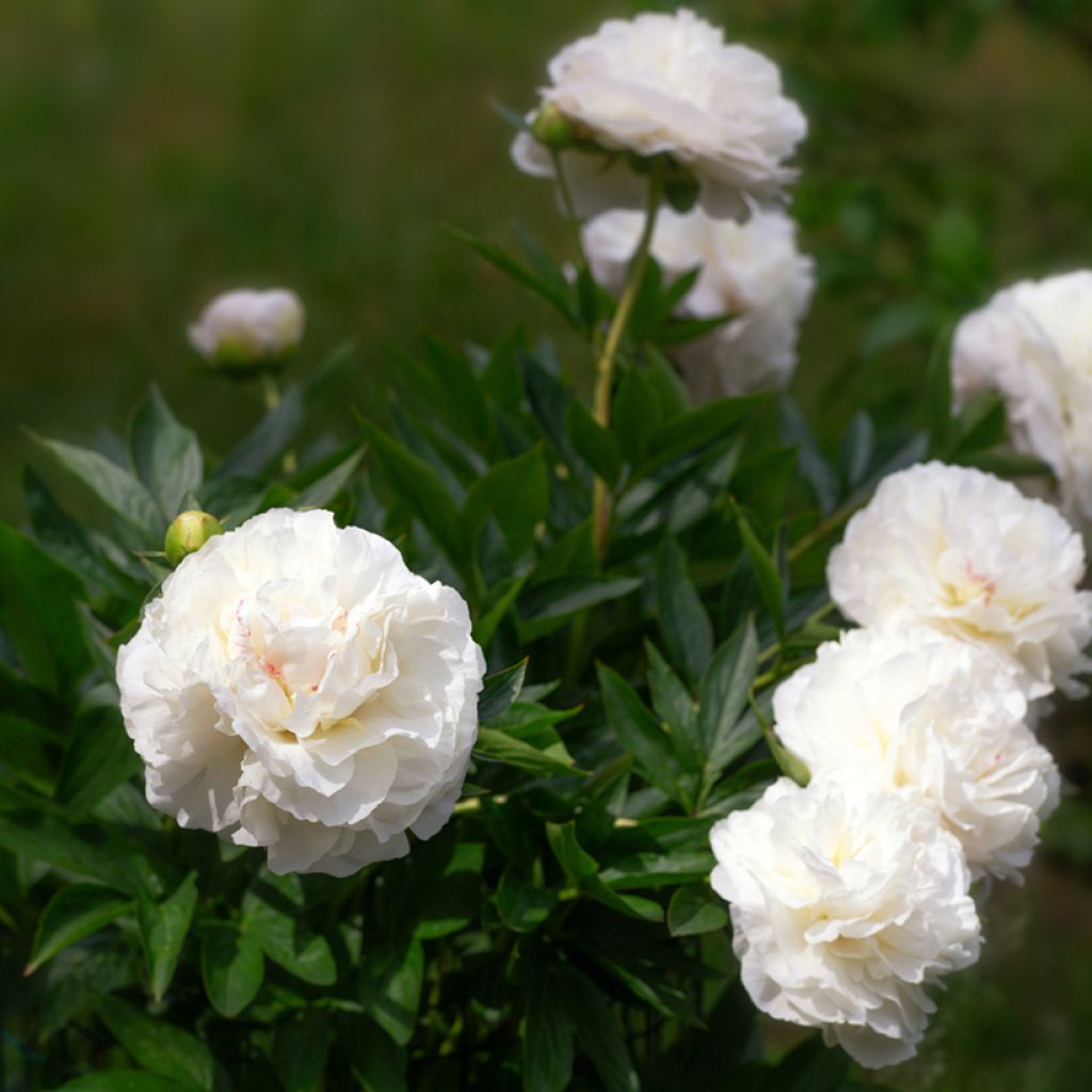 Paeonia lactiflora Mother's Choice - Pioenroos
