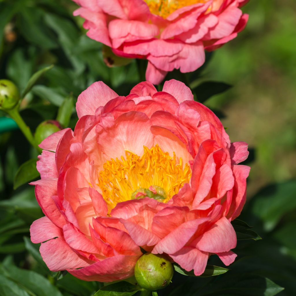 Paeonia lactiflora Pink Hawaiian Coral - Pioenroos
