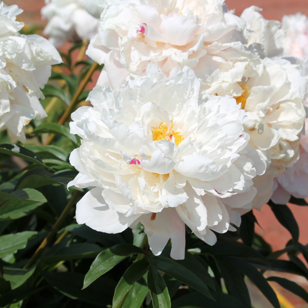 Paeonia lactiflora - Pioenroos