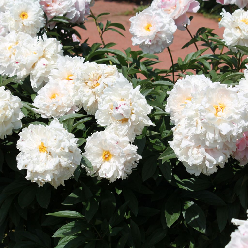 Paeonia lactiflora - Pioenroos