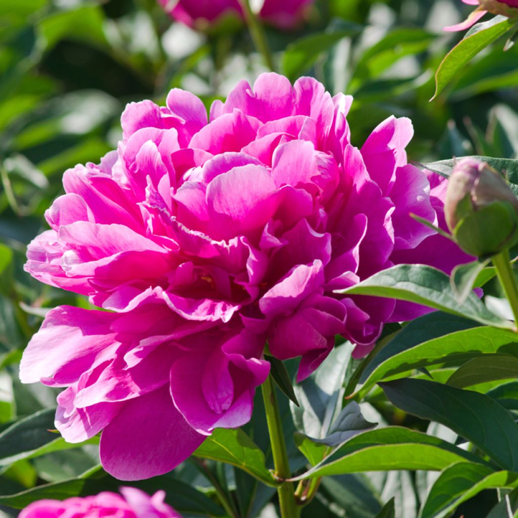 Paeonia lactiflora Sarah Bernhardt - Pioenroos
