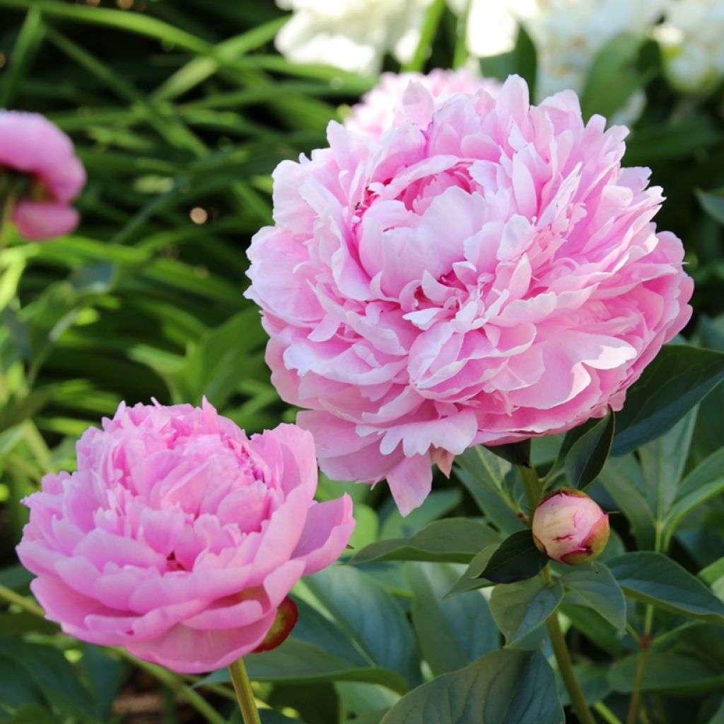 Paeonia lactiflora Sarah Bernhardt - Pioenroos