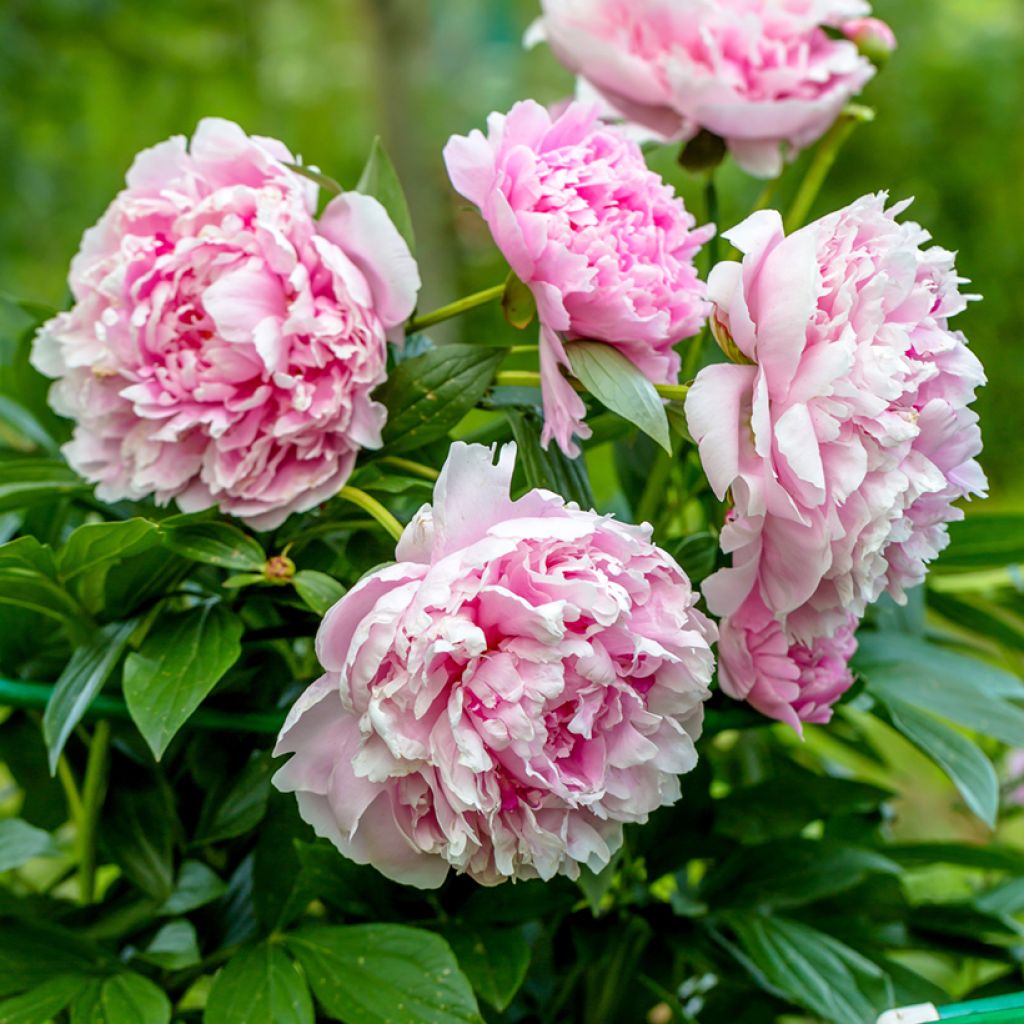 Paeonia lactiflora Sarah Bernhardt - Pioenroos