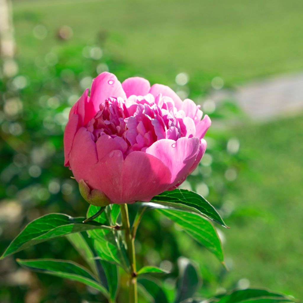 Paeonia lactiflora Sarah Bernhardt - Pioenroos