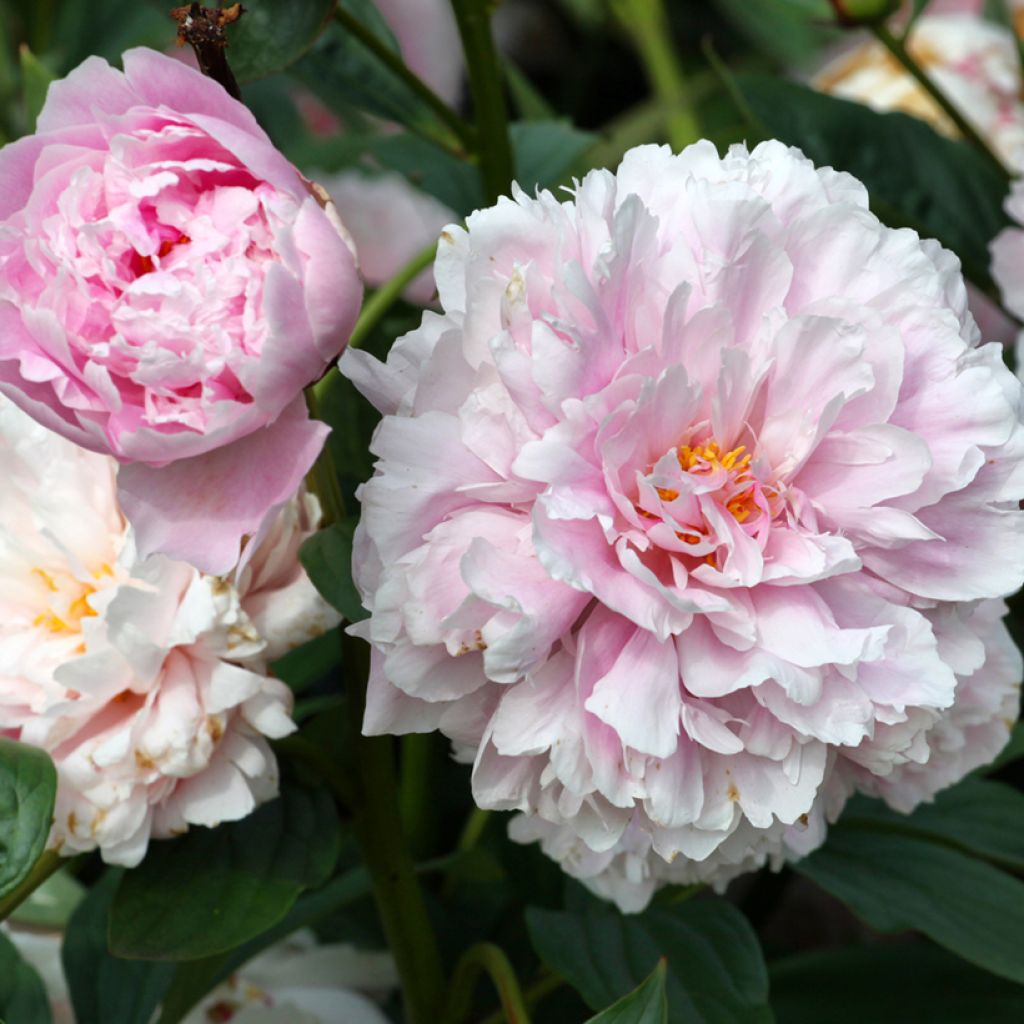 Paeonia lactiflora Sarah Bernhardt - Pioenroos