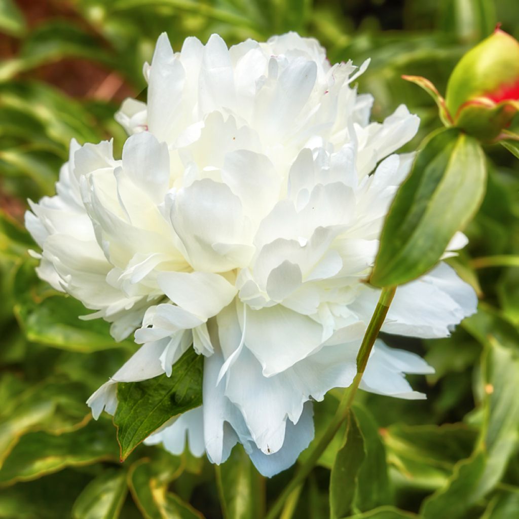 Paeonia lactiflora Shirley Temple - Pioenroos