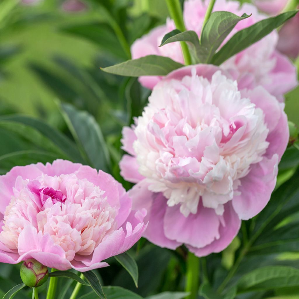 Paeonia lactiflora Sorbet - Pioenroos