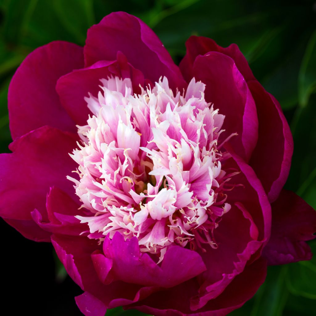 Paeonia lactiflora Tom Cat - Pioenroos