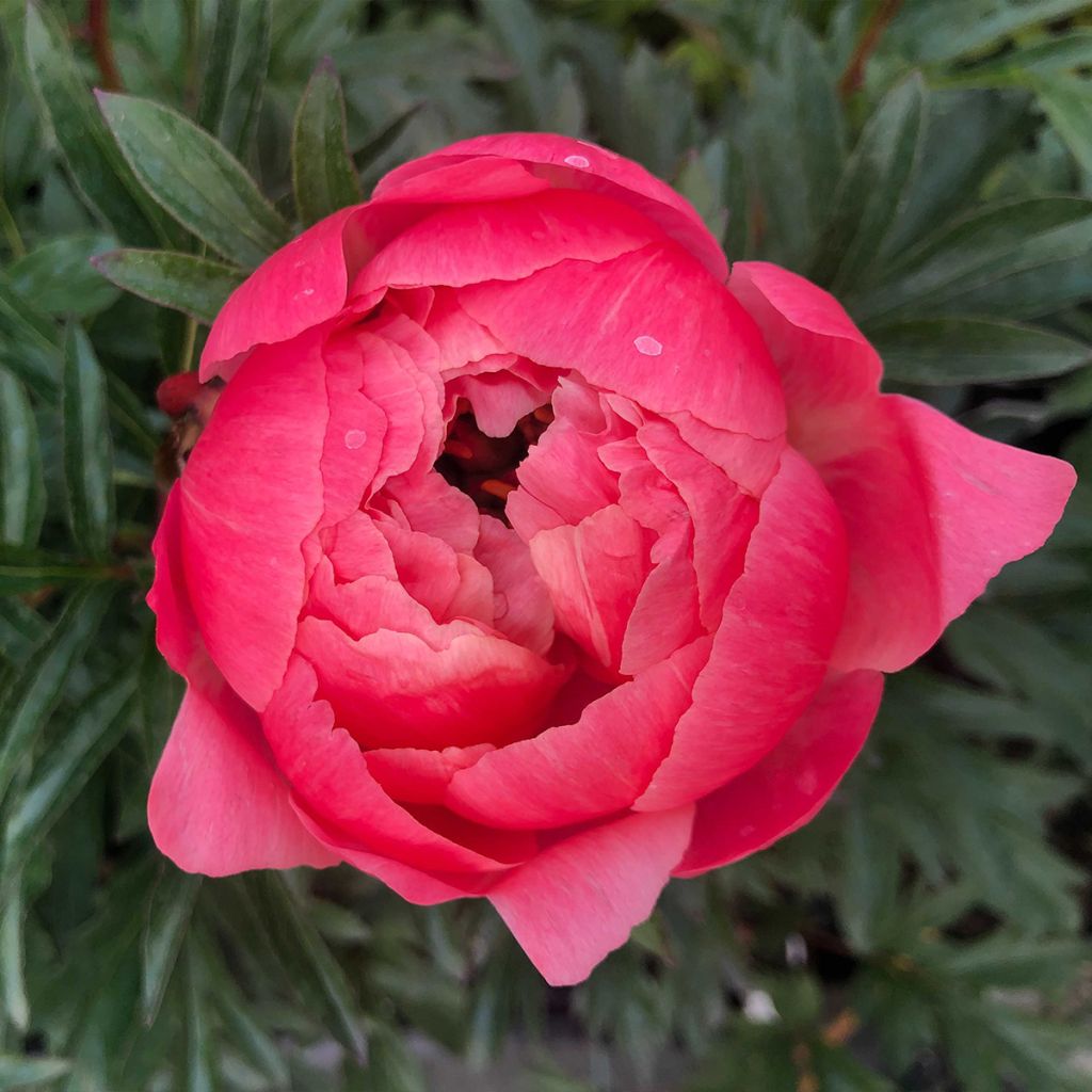Pivoine lactiflora Coral Charm
