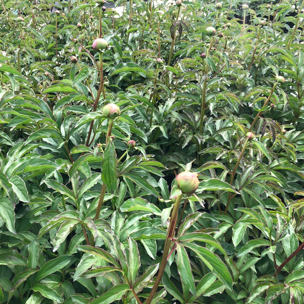 Pivoine lactiflora Coral Charm