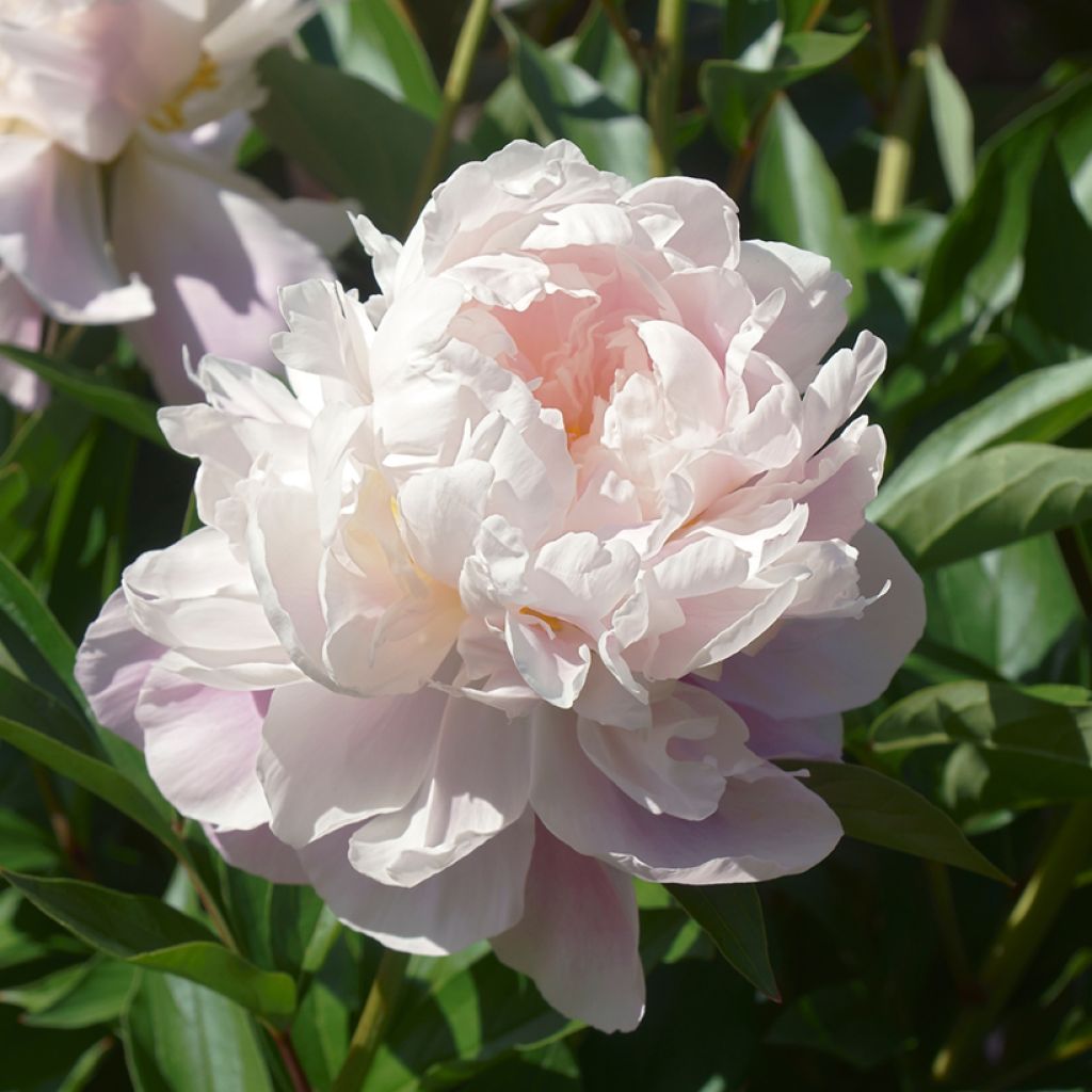 Paeonia officinalis Alba Plena - Boerenpioen