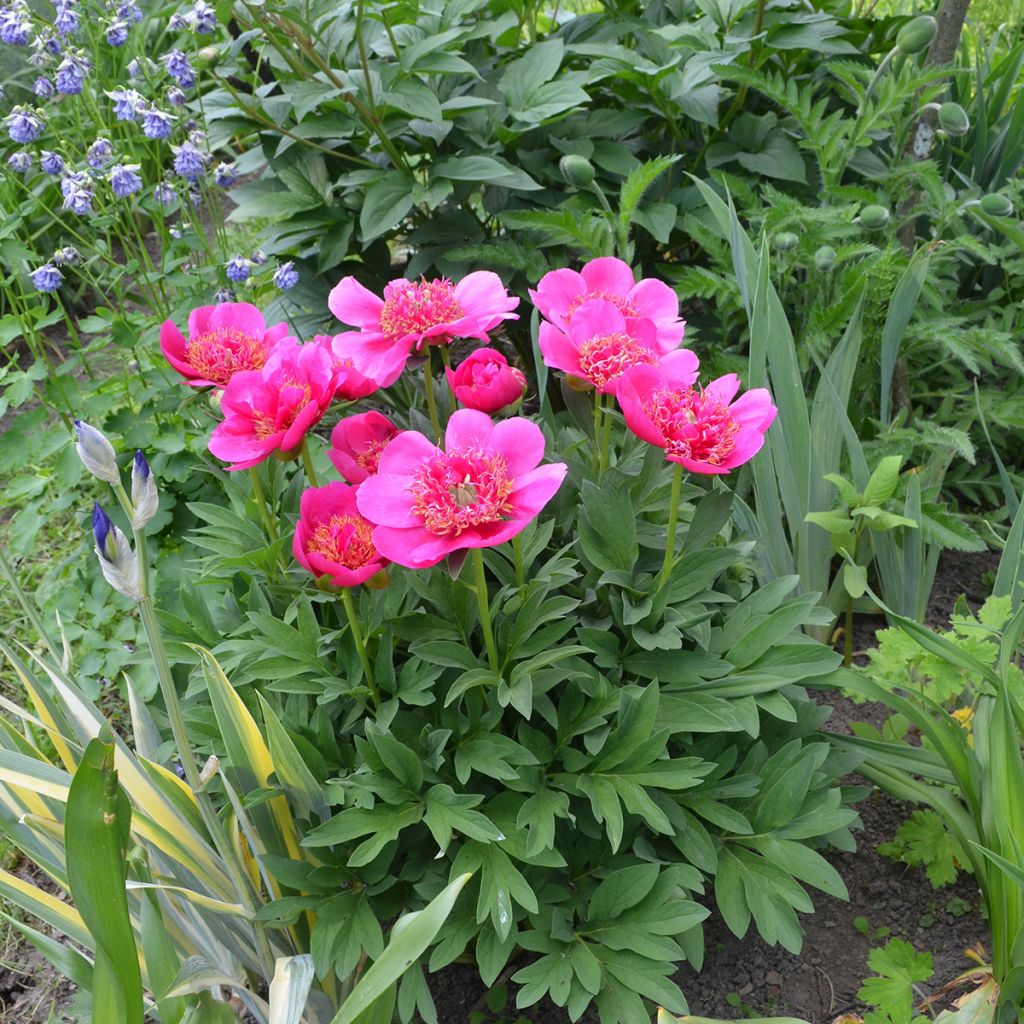 Paeonia officinalis Anemoniflora - Boerenpioen