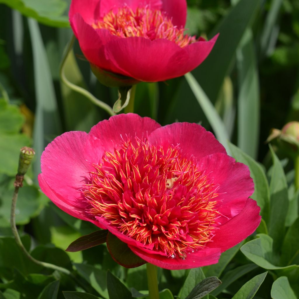 Paeonia officinalis Anemoniflora - Boerenpioen