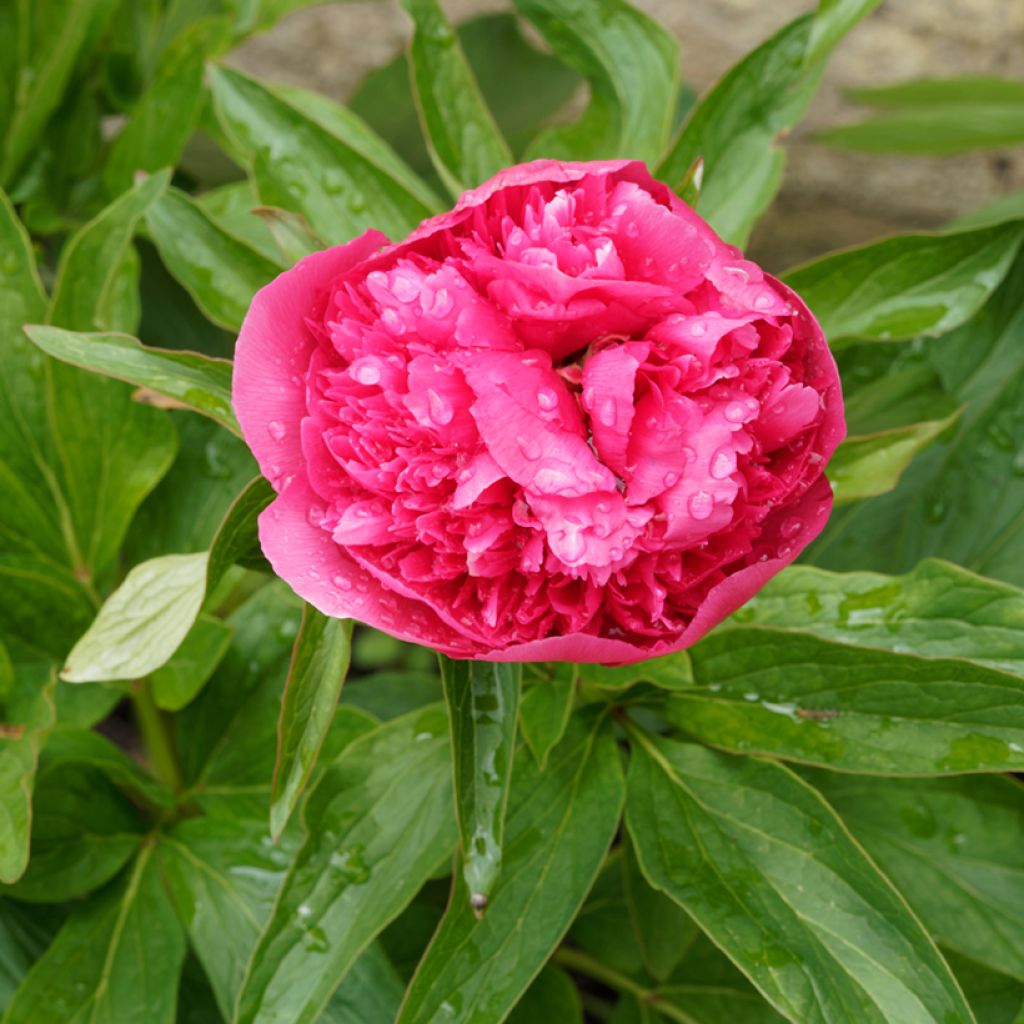 Paeonia officinalis Rosea Plena - Boerenpioen