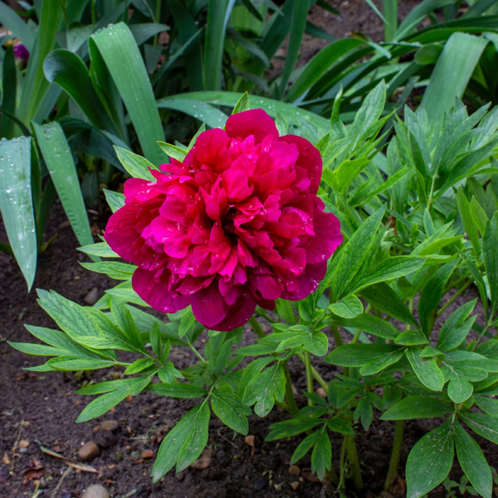 Paeonia officinalis Rubra Plena - Boerenpioen