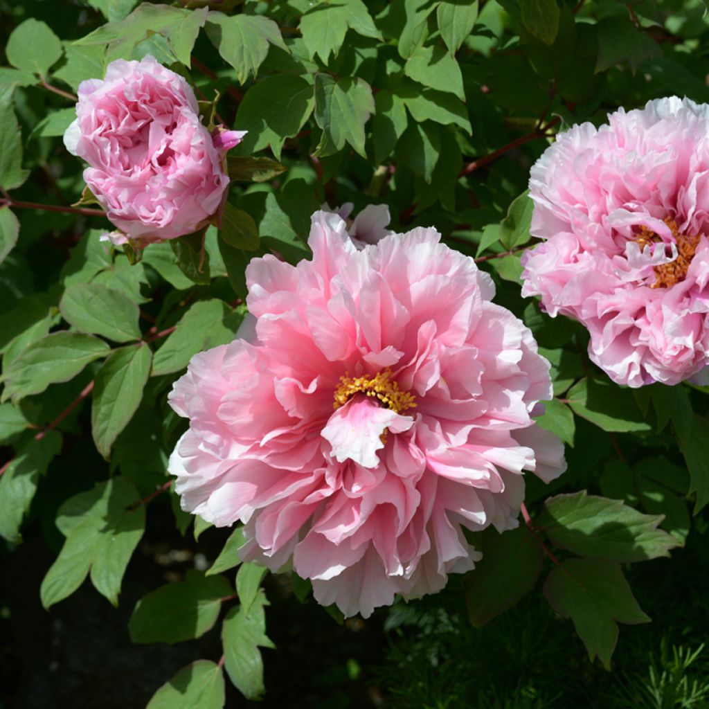 Paeonia suffruticosa Pink - Boompioen