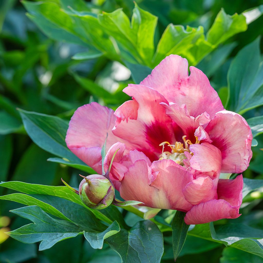 Paeonia Itoh Old Rose Dandy - Itoh-pioen