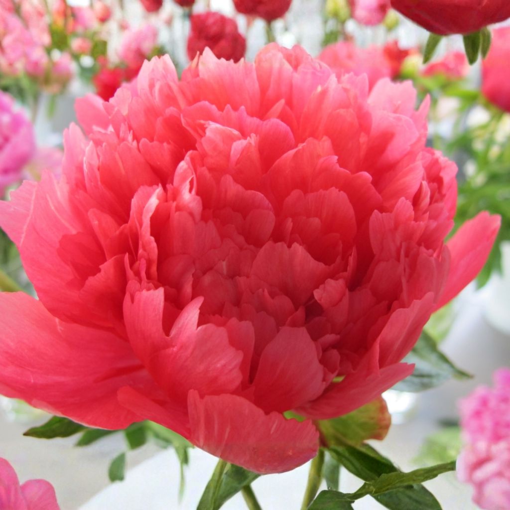 Paeonia lactiflora Lorelei - Pioenroos
