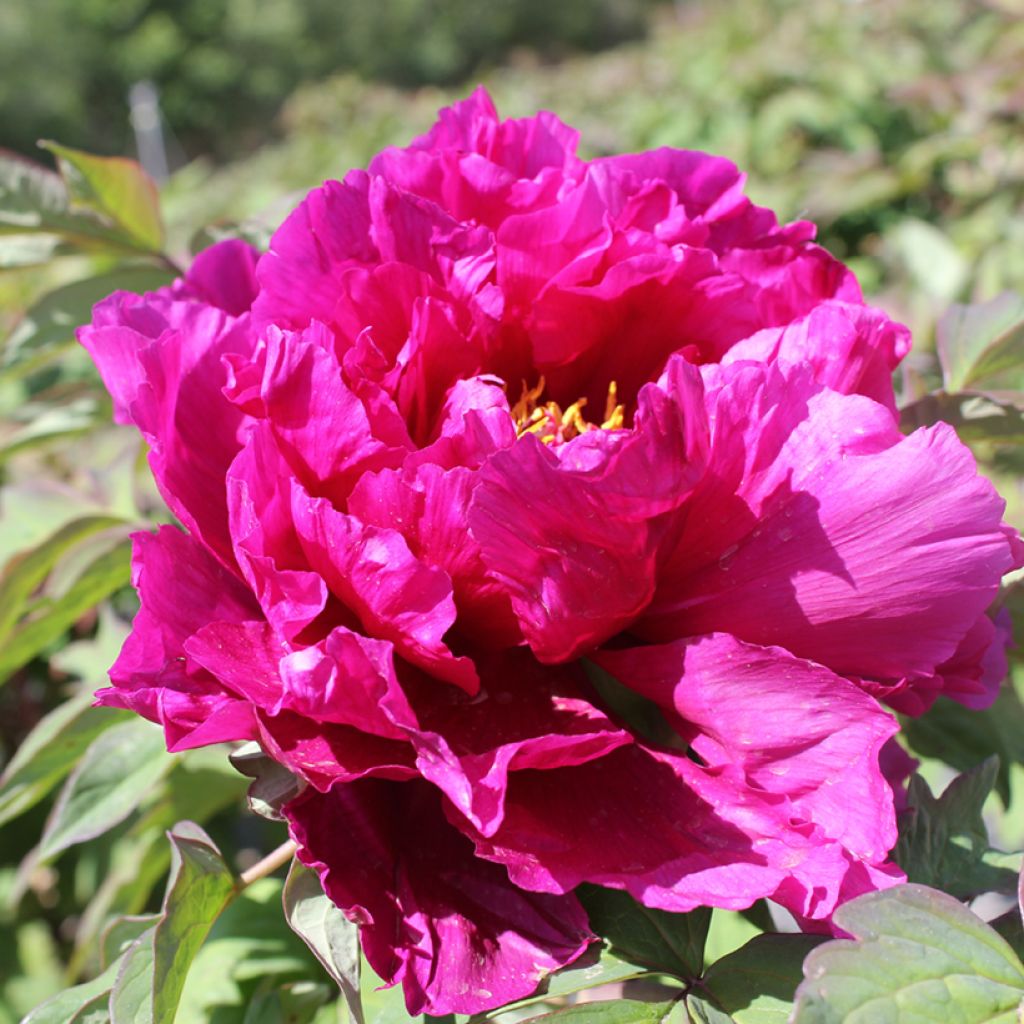 Paeonia suffruticosa Dao Da Chen - Boompioen